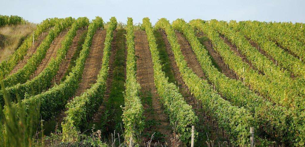 Image for Wine Lover’s France: A Guide to Loire Valley Wines