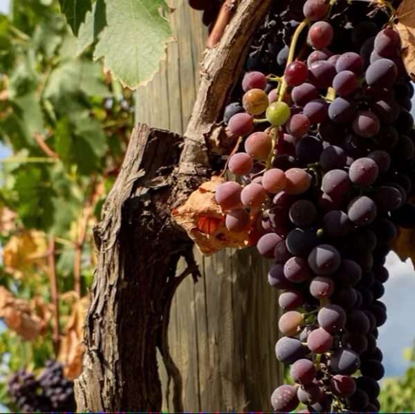 Image for Tuscany Tours