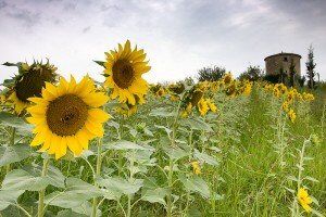 Sunflowers near the gite in Gascony that is home for your cooking vacation