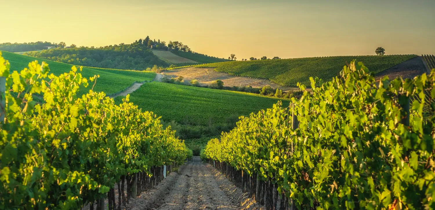 image for Small Group Tuscan Villa Culinary Vacation in Torrita di Siena